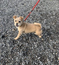 Ardsley Boarding Kennels