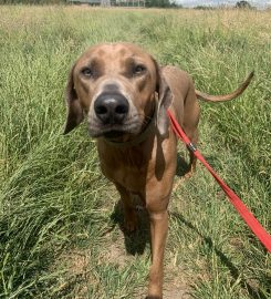 Ardsley Boarding Kennels