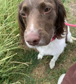 Ardsley Boarding Kennels