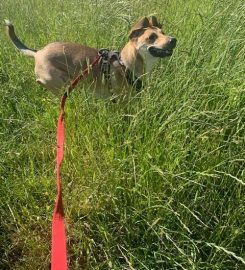 Ardsley Boarding Kennels