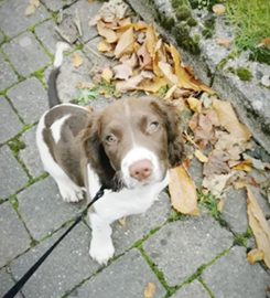 Solway dog walkers and Pet Service