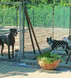 Ransley Kennels and Cattery