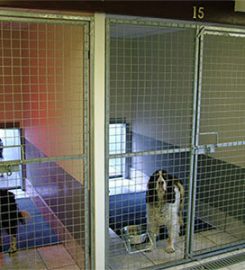 Ransley Kennels and Cattery