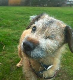 Dog Leads. The Formby Dog Walker