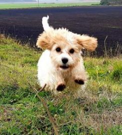 Dog Leads. The Formby Dog Walker