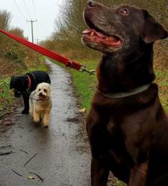 Dog Leads. The Formby Dog Walker