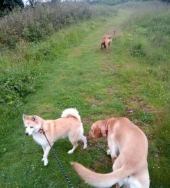 Ramble On Dog Walking Services Barrhead