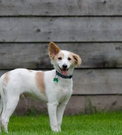 Flaxlands Kennels and Cattery