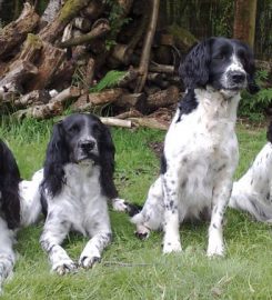 Verstone Gundogs