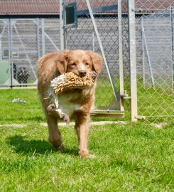 Muirburn Kennels