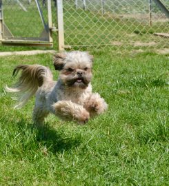 Muirburn Kennels