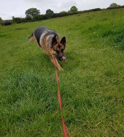 Ardsley Boarding Kennels