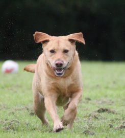 Broadmarsh Kennels & Cattery