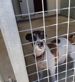 Ardsley Boarding Kennels