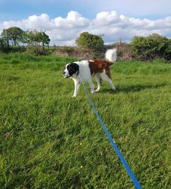 Ardsley Boarding Kennels