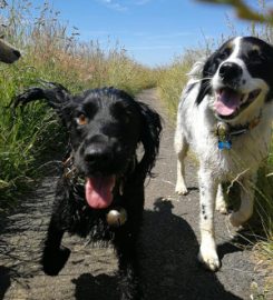 Campbells Walkies – Dog Walker in Musselburgh & East Lothian