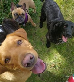 Campbells Walkies – Dog Walker in Musselburgh & East Lothian