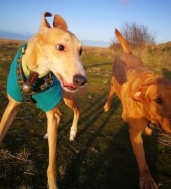 Campbells Walkies – Dog Walker in Musselburgh & East Lothian