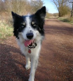 Campbells Walkies – Dog Walker in Musselburgh & East Lothian