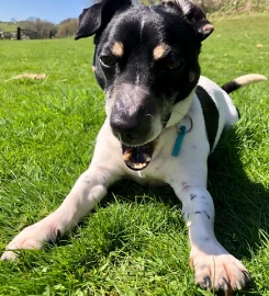 Cefn Coed Boarding Kennels