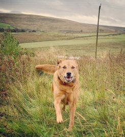 Swinhope Mill Home Boarding And Doggy Daycare