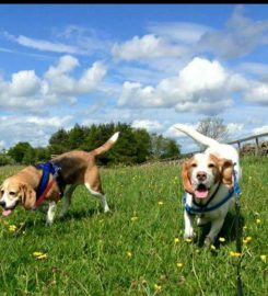 4 Paws Farm Kennels