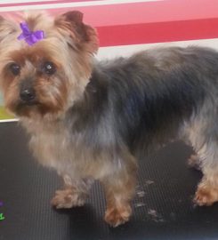 Poochilicious dog grooming