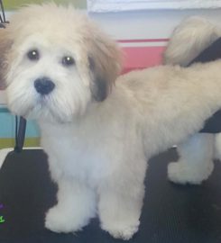 Poochilicious dog grooming