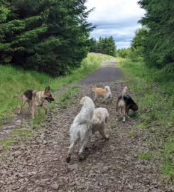 Ramble On Dog Walking Services Barrhead