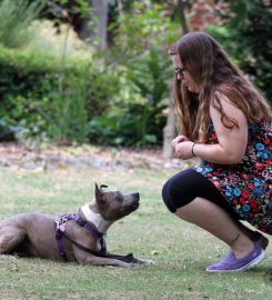 Emma's Animals – Behaviour & Training