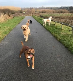 Go Dogs! Dog Walking & Daycare