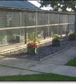 Blossoms Kennels and Cattery