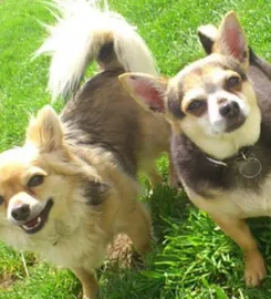 Canada Farm Kennels