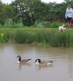 Nant y Corn Doggie Day Care and Boarding Kennels