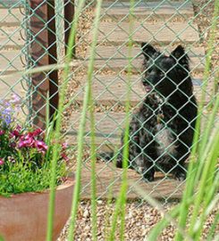 Ransley Kennels and Cattery