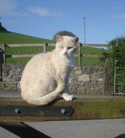 Tal-y-Cafn Kennels