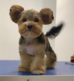 BOW WOW London Dog Grooming