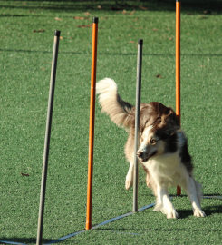 Salthouse Pet Boarding