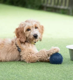 Bruce's Doggy Day Care Cobham