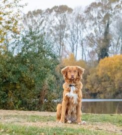 Breckspride Gundogs