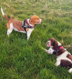 Happy Healthy Hounds – Dog Walkers & Pet Services