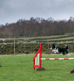 Bronte Canine Services