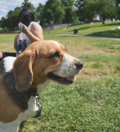 Poise Dog Training