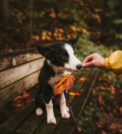 Poise Dog Training