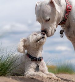 Dog Training in London