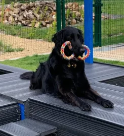 The Retreat Dog Boarding Kennels and Day Care