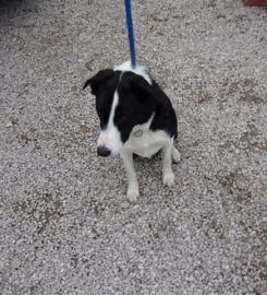 Nant y Corn Doggie Day Care and Boarding Kennels