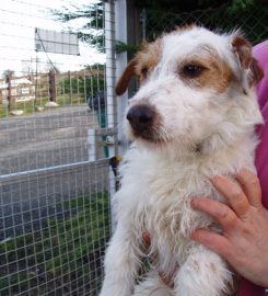 Nant y Corn Doggie Day Care and Boarding Kennels