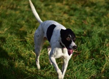 natalie's dog walking: bishopton & clydebank