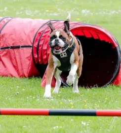 Cotswold Dog Training